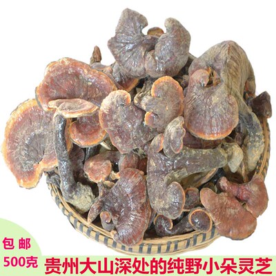 贵州纯野生赤灵芝泡酒可磨粉泡茶500克正宗天然灵芝包邮