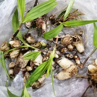 白及新鲜白芨现挖贵州中药材地螺丝 白鸡儿白鸡娃连及草250g包邮