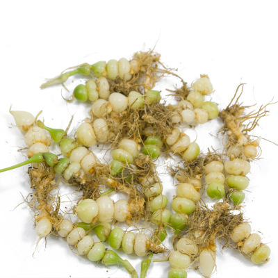 贵州山里采咕噜子新鲜可种植 算盘子 九子连环草 珍珠草500克包邮