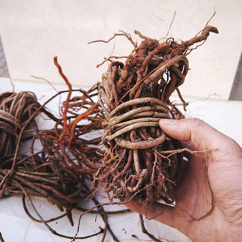 贵州小血藤茜草根新鲜中药材 拉拉秧 居居草根500g泡酒煲汤