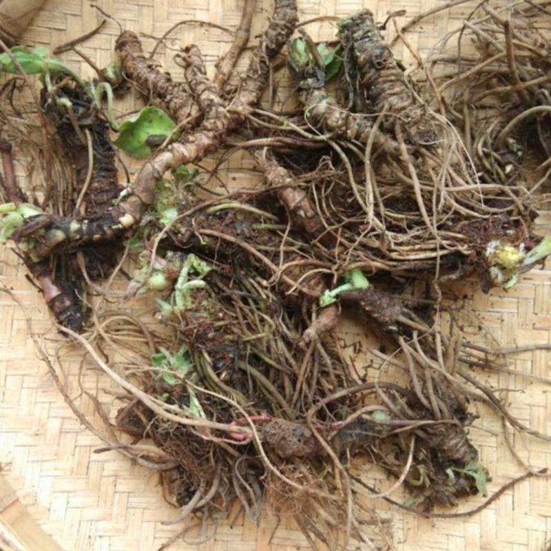 贵州蜘蛛香新鲜500g包邮中草药马蹄香缬草养心莲猫儿屎老虎七