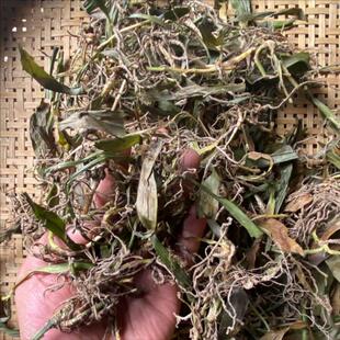 贵州省野生观音草500克包邮中药材吉祥草 玉带草 小叶万年青新货