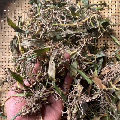 贵州省野生观音草500克包邮中药材吉祥草 玉带草 小叶万年青新货