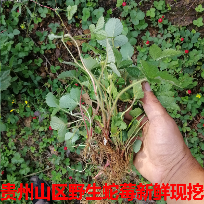 新鲜天然蛇莓草和尚头坡草现采龙吐珠三叶莓三爪风潮汕中草药500g