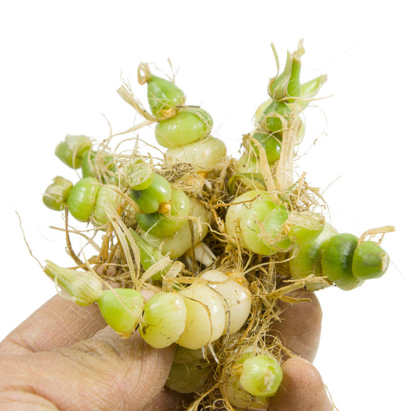 新鲜算盘子 下单现挖中药材珍珠七珠珠米 九子连环草可以种植