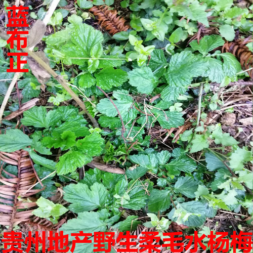 新鲜野生水杨梅头晕药蓝布正路边