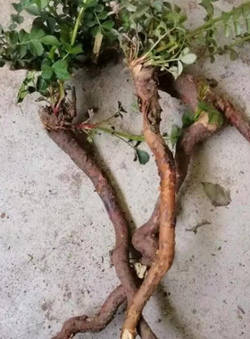 贵州正宗下单现挖泡酒刺梨树根滋补野刺梨根新货泡酒新鲜500g