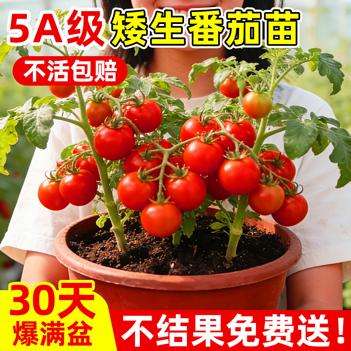 超甜矮生小番茄苗秧盆栽四季品种