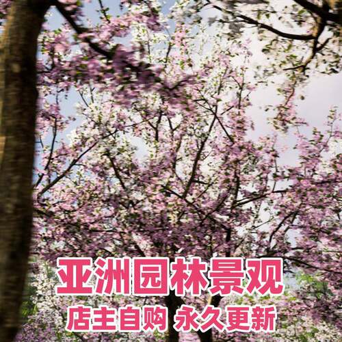 UE5 Landscaping Asiatic 1 园林植物桃树桃花树木模型5.4版本
