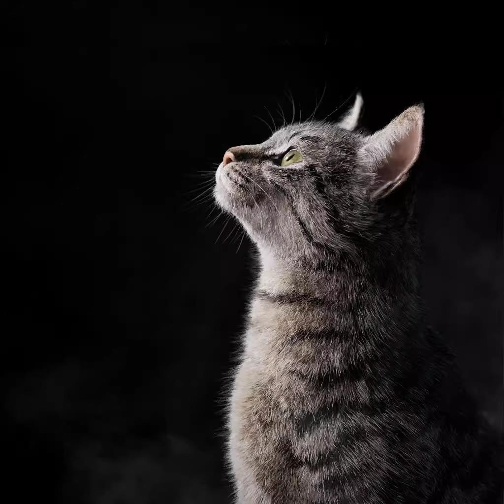 Blender 3dmax写实灰猫猫咪虎斑猫皮肤头发动物骨骼绑定3d模型C4D