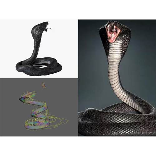 Blender maya c4d逼真眼镜王蛇毒蛇3D模型带骨骼绑定含8K贴图FBX