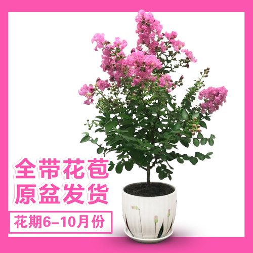绿植紫薇四季不断窗台观花植物