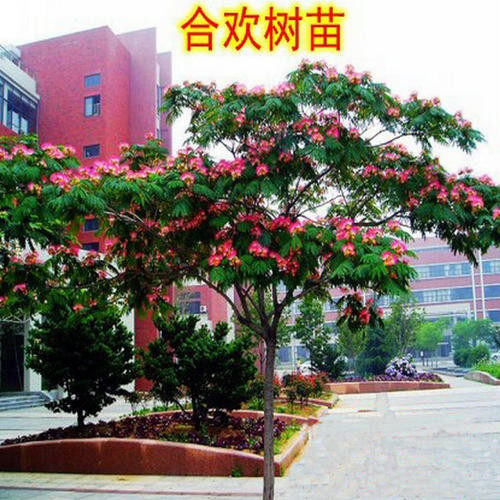合欢绒花庭院盆栽绿化工程树苗