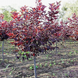 紫叶李树苗工程苗木紫叶李树红叶李子树苗木园林绿化紫叶李子树苗