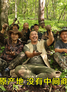 关东大海长白山林下干参整枝炖汤