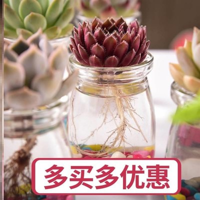 速发工位绿植桌上多肉无土纯水培植物适合办公室放的摆件水养的花