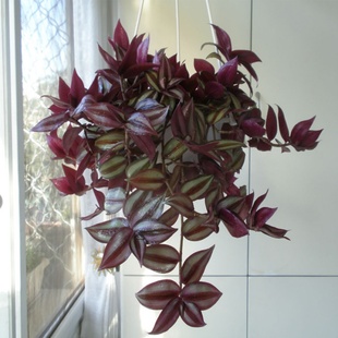 速发栽叶紫竹梅吊兰绿植 盆栽花卉 垂吊室内桌面客厅小盆吊吊兰