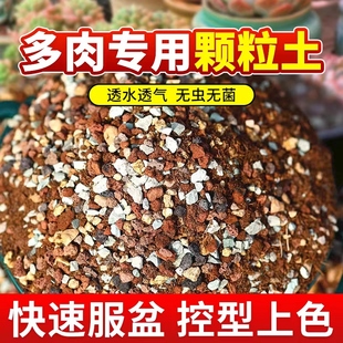 速发多颗专用肉粒土通用盆栽养花园艺土铺物植面花土石叶插种植好