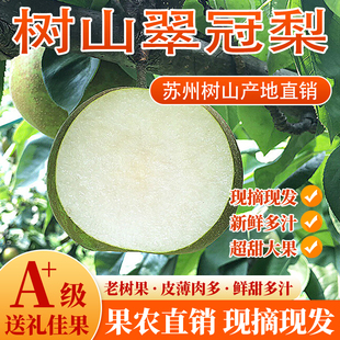 苏州树山翠冠梨新鲜水果树山梨带箱10斤梨子大果包邮