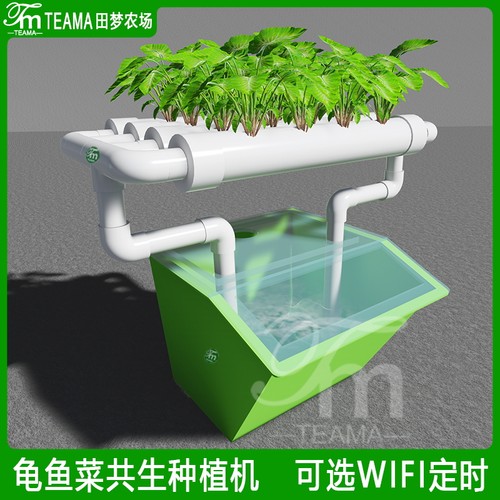 龟菜共生质量怎么样 龟菜共生口碑怎么样 小麦优选