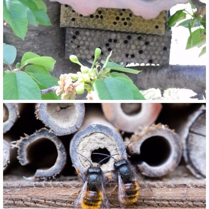 i壁蜂果树授粉蜜蜂 蜜蜂蜂x卵幼虫果树授粉工具授粉蜂壁蜂茧壁蜂 农用物资 授粉蜂 原图主图