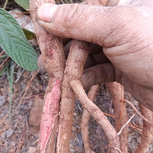 新鲜红皮小叶千斤拔中草药材千斤拔一条根吊马桩金牛尾