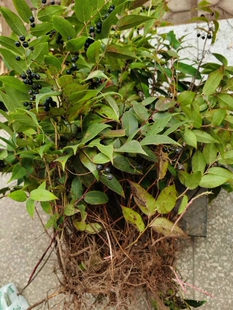 云南生态透骨香中药材滇白珠透骨草全株满山香泡酒泡酒卤料新鲜