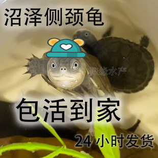 精品沼泽龟苗沼泽侧颈龟头苗深水仰泳微笑龟蝙蝠侠沼泽颈龟