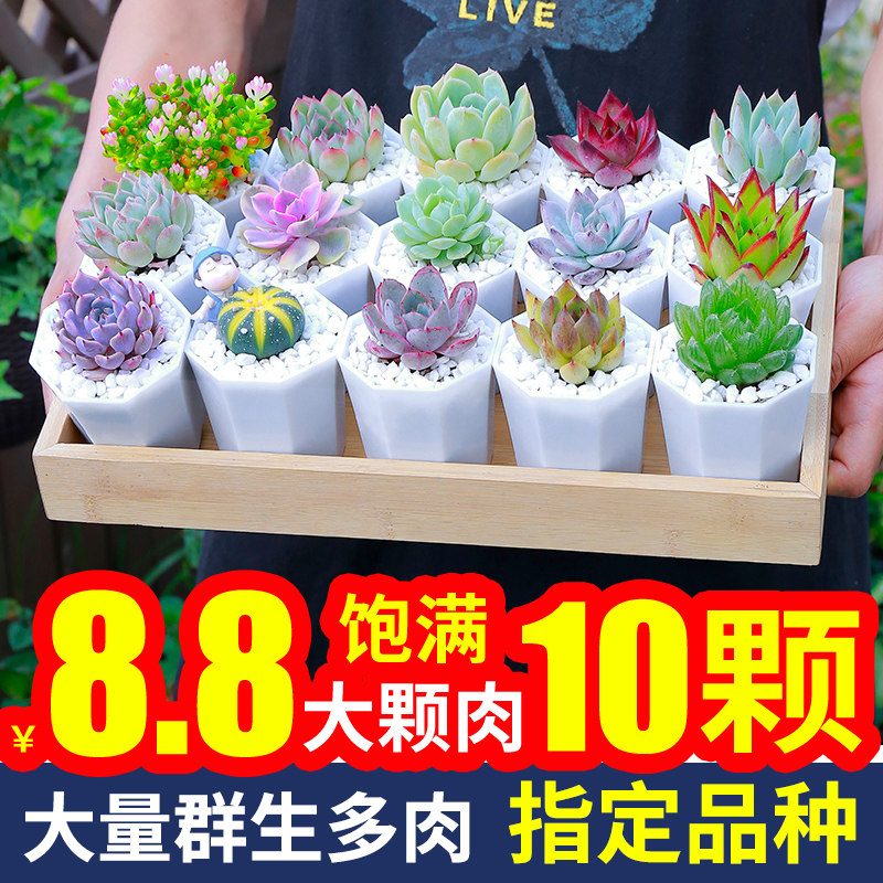 多肉植物组合盆栽老桩 价格 怎么样 图片