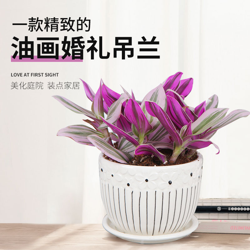 油画婚礼吊兰盆栽荷兰进口盆栽油画吊兰吊兰锦办室内