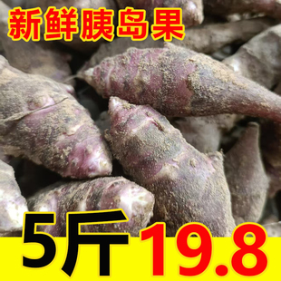 正宗胰岛果现挖新鲜独头小果新鲜果茶红果菊芋紫色洋姜鬼子姜野生