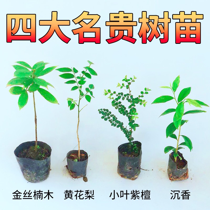 金丝楠木树苗四川正宗小叶桢楠海南黄花梨沉香紫檀名贵苗木绿植图片