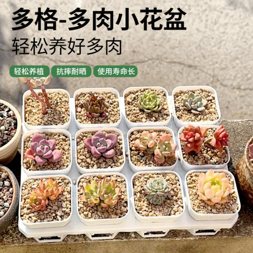 白方多肉小白盆多肉扦插花盆育苗