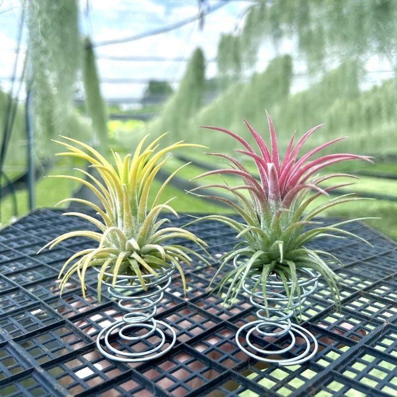 空气凤梨支架弹簧底座（不含植物图片