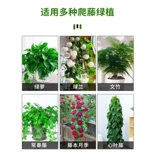 绿萝爬墙花固定器粘钩卡扣子挂月季植物蔷薇夹子隐藏叶片吊兰