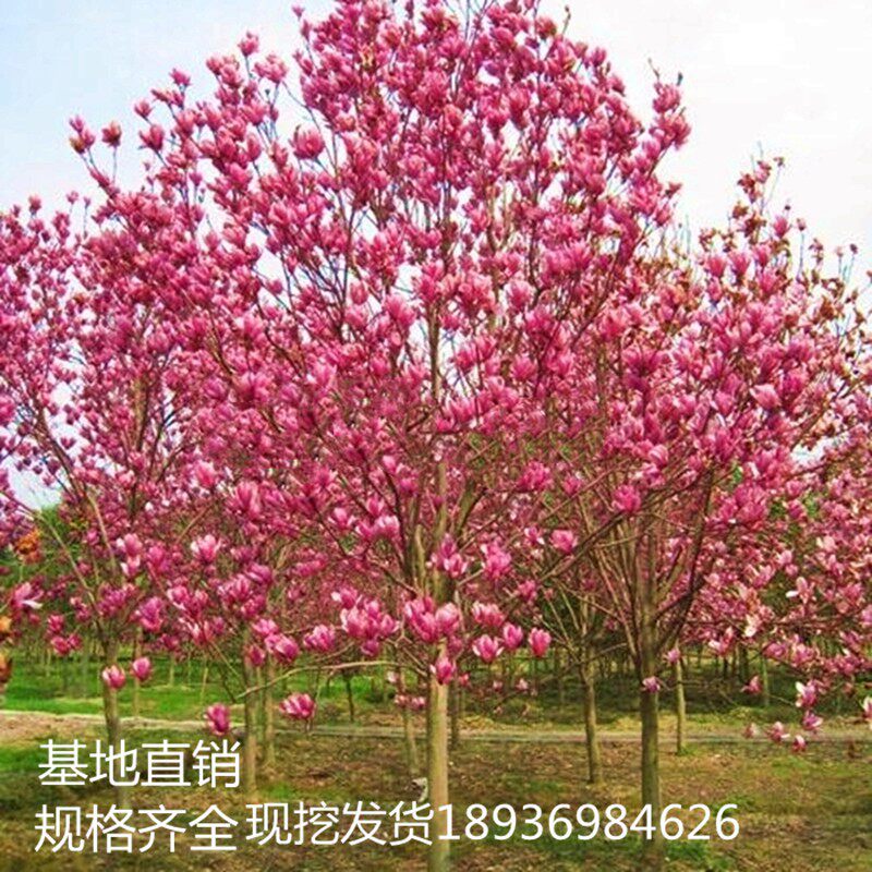 玉兰花树苗红玉兰白玉兰树苗大型庭院盆栽绿化树苗风景树苗玉兰树
