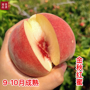 正宗金秋红蜜冬桃树苗嫁接桃树苗晚熟成熟桃阳台盆栽耐寒品种