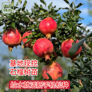 突尼斯软籽石榴树湖南苗圃直发果树地盆栽耐寒软籽树苗南北方种植