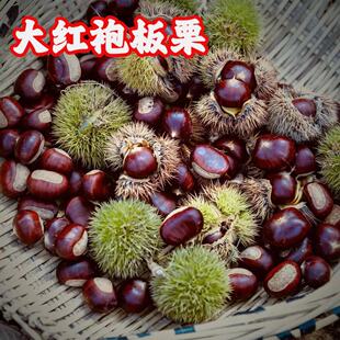 板栗苗大红袍嫁接苗自然脱壳地栽湖南基地板栗树包邮耐寒四季果苗