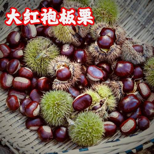 板栗苗大红袍嫁接苗自然脱壳地栽湖南基地板栗树包邮耐寒四季果苗