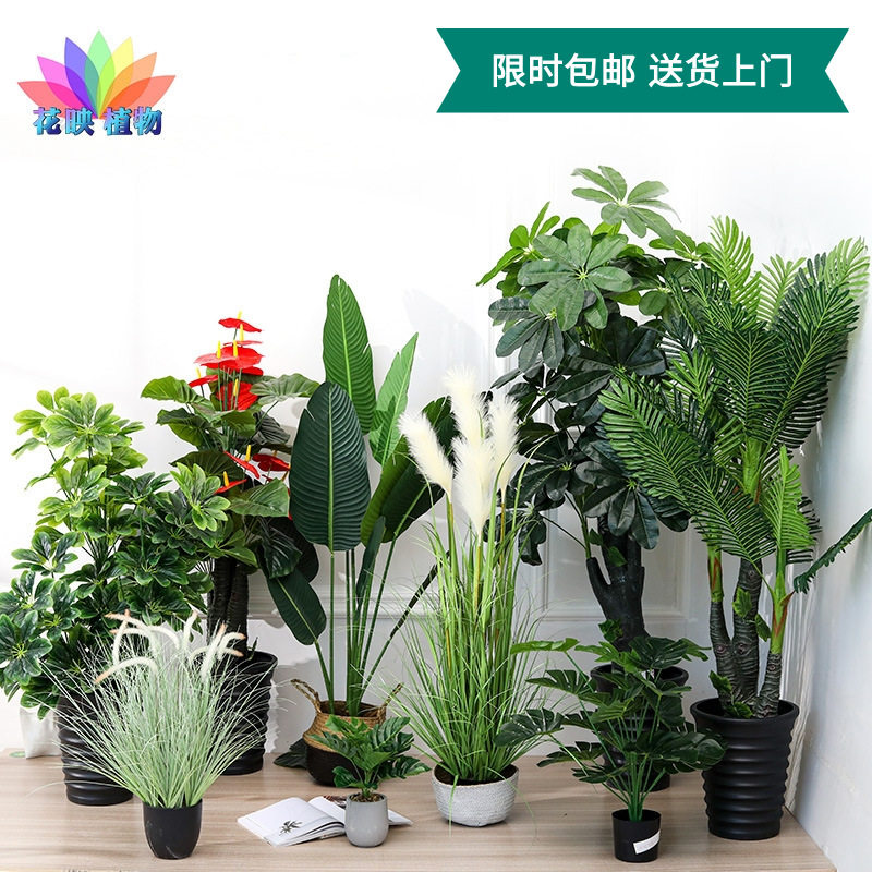 防真树植物大型旅人蕉盆景