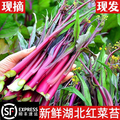 湖北特产新鲜红菜苔农家自种蔬菜武汉洪山菜苔当季现摘红菜心