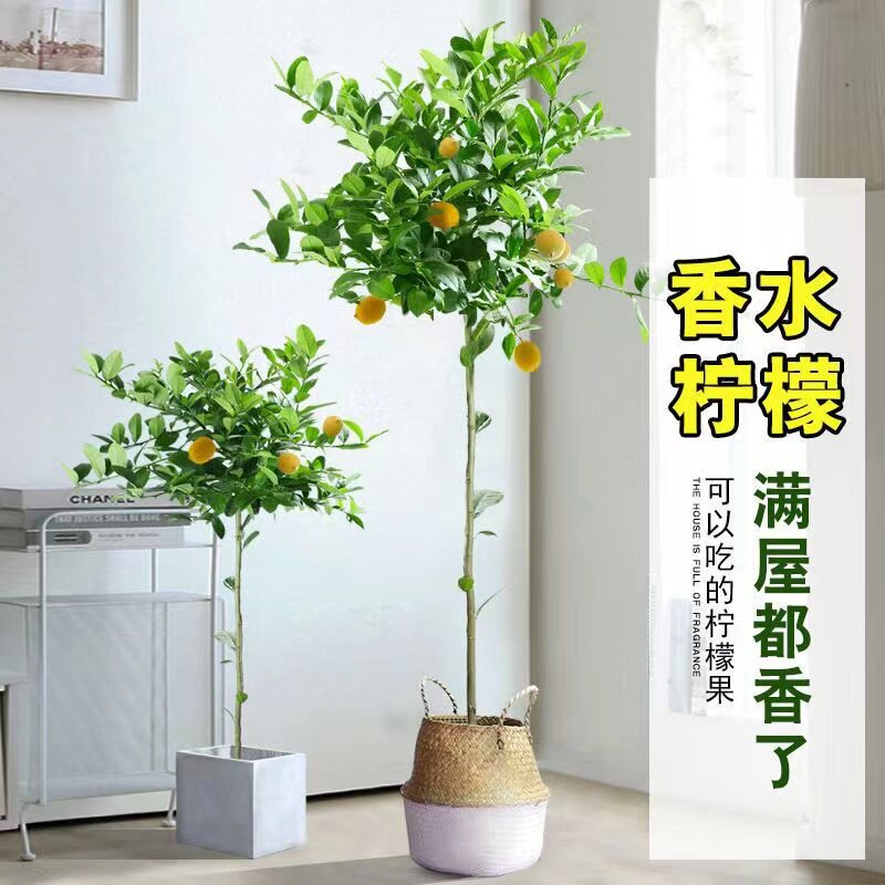 广东香水柠檬树大型盆栽绿植棒棒糖带花带果室内阳台庭院楼顶植物