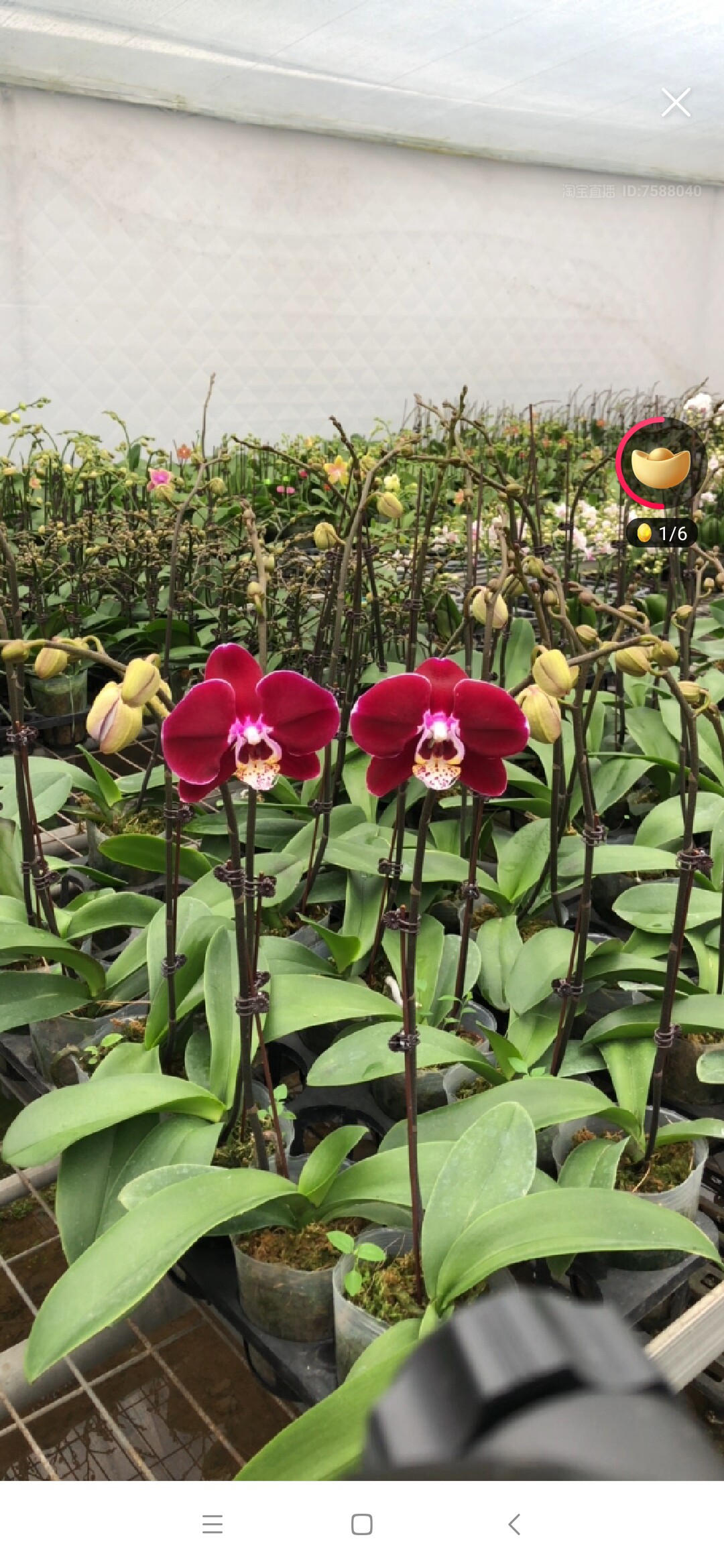 精品深色系列蝴蝶兰~拉菲~幻影~妖精2095~高贵典雅带花苞开花株