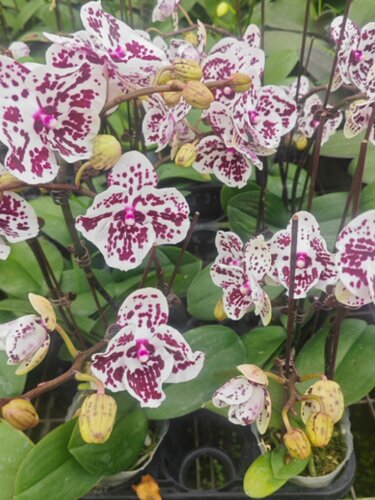 精品蝴蝶兰粉色曼哈顿黑美人