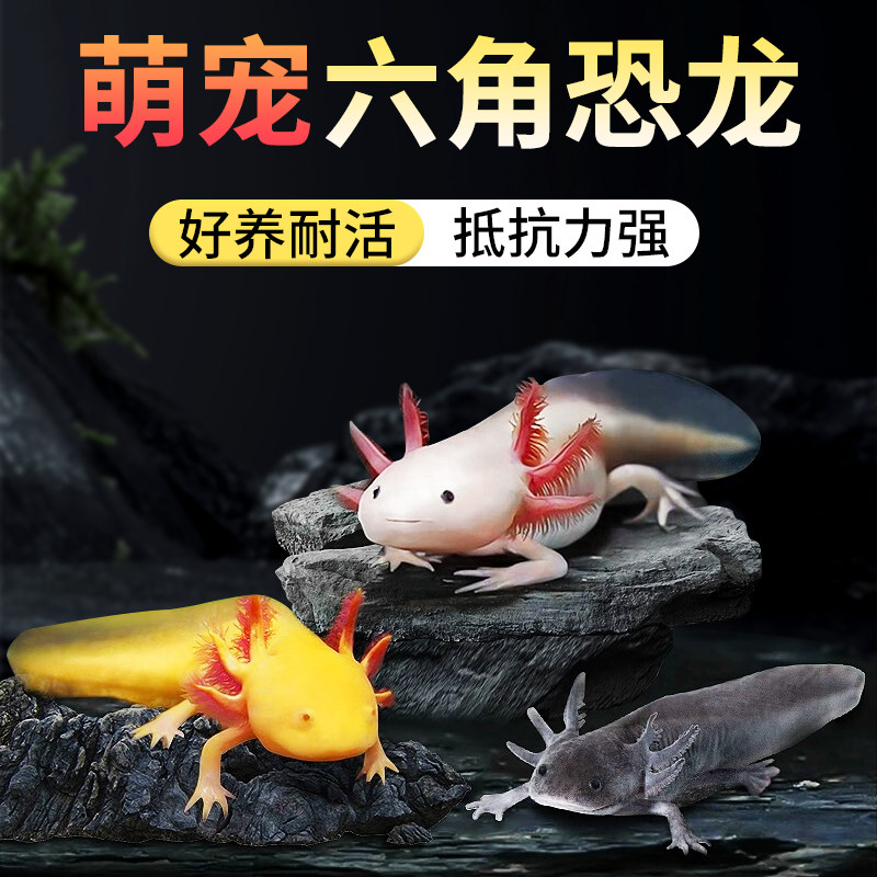 六角恐龙鱼蝾螈冷水鱼美西螈宠物鱼活体六角龙淡水好养观赏网红鱼
