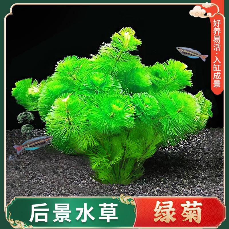 绿菊真草鱼缸阴性水草绿植造景蜈蚣草净化水质新手懒人草水培植物