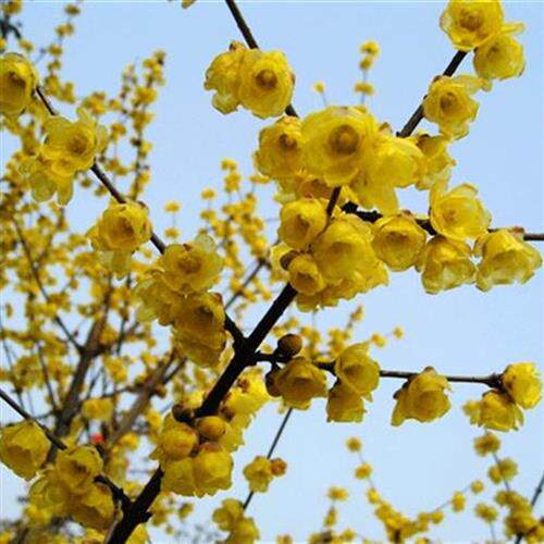 地栽黄梅盆栽庭院当年开r花冬季非常容易树苗素心梅花花苗腊梅苗