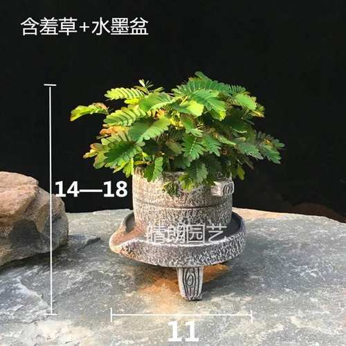 奇怪植物销量排行榜 奇怪植物品牌热度排名 小麦优选