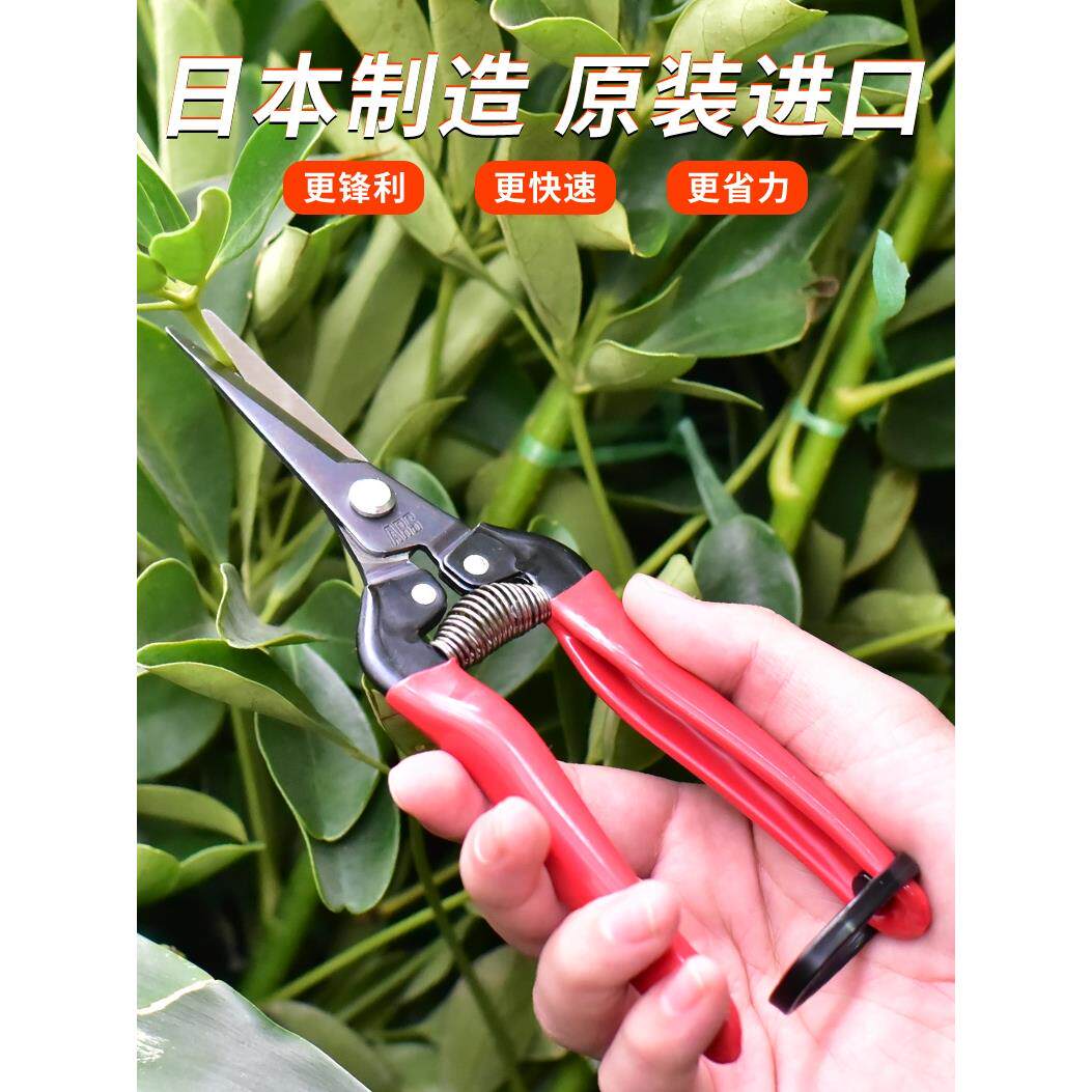 日本进口爱丽斯修枝剪摘果剪长嘴摘果水果剪果蔬稀果采摘剪刀翘头